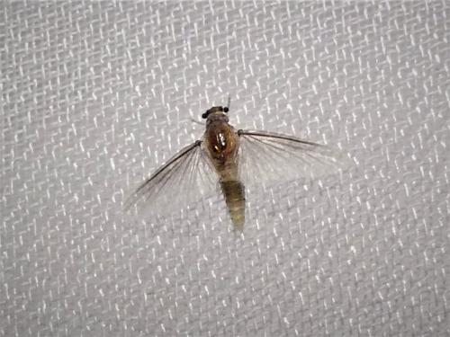 Caenis sp.